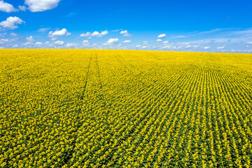 Amazing large sunflowers field sunny sky aerial view.
