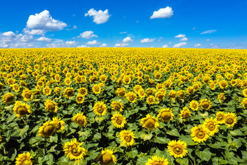 Amazing sunflowers field sunny sky aerial view.