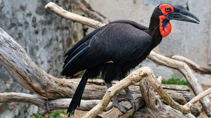 perched- ground hornbill -french-