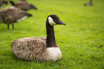 Beautiful Canada goose portrait in park