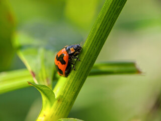 ladybug close-up with nature background, ladybug holding green leaf with legs.