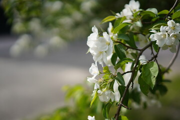 white flowers in a tree