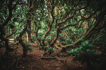 Interesting looking trees in a forest woodlands environment