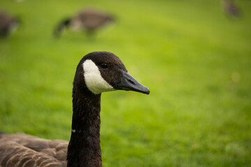 Beautiful Canada goose portrait in park