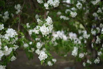 white flowers in spring