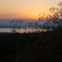 Beautiful summer sunset on a hill covered with meadow flowers-flowers and field grasses in the sunset light