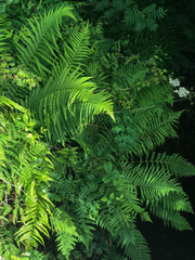 green fern leaves
