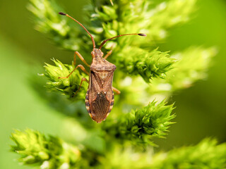 Rhaphigaster nebulosa or mottled shieldbug, is a species of stink bugs in the family Pentatomidae.