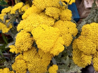 Achillea 'Moonshine'