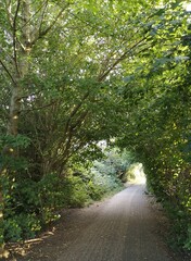 Path though the woods