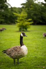 Beautiful Canada goose portrait in park