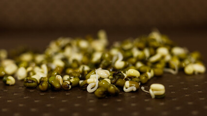 healthy sprouts in blurred background