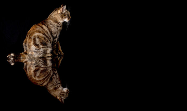 Ritratto di un gatto tigrato domestico riflesso su sfondo nero. Gatto con coda malformata.