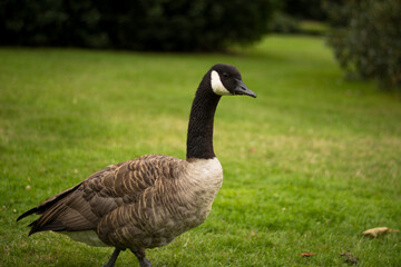 Beautiful Canada goose portrait in park