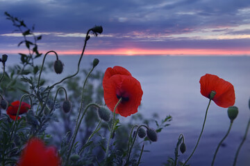 Red poppies flowers on the seashore at sunrise. Dark photo before dawn.
