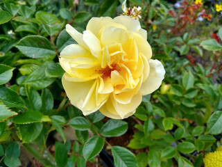 Rosa 'Broadlands'