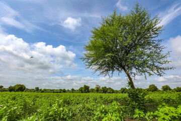 Fototapeta premium Row of growing green Cotton field in India.