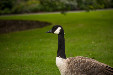Beautiful Canada goose portrait in park