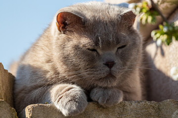 Beutiful British longhair cat sleeping II.