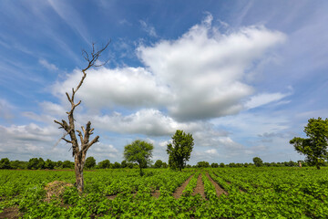 Obraz premium Row of growing green Cotton field in India.