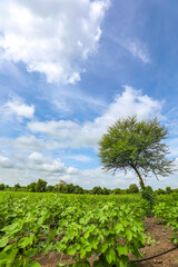 Fototapeta na wymiar Row of growing green Cotton field in India.