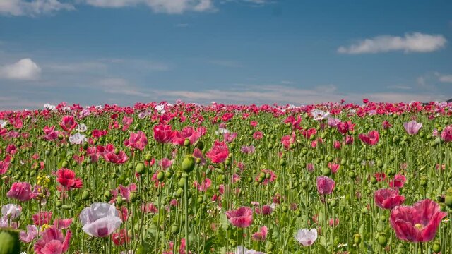 Timelapse - Colourful flowering meadow on the Knuell low mountain range, Germerode, Hesse, Germany