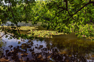 Serosen in einem Weiher