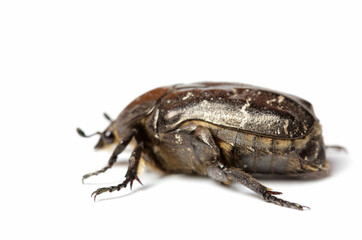 Close-up of a black beetle insect on a white background