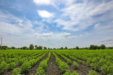 Fototapeta na wymiar Row of growing green Cotton field in India.