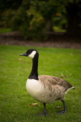 Naklejka na ściany i meble Beautiful Canada goose portrait in park