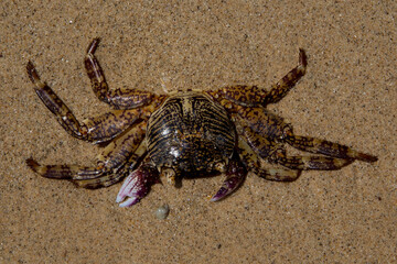 Crab by the beach on the small island of Koh Kradan in southern Thailand.
