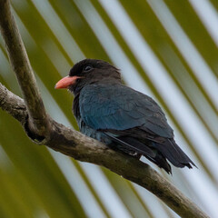 Dollar bird (Eurystomus orientalis), sitting on a branch, on the island of Koh Lanta in southern Thailand.