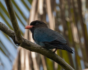 Dollar bird (Eurystomus orientalis), sitting on a branch, on the island of Koh Lanta in southern Thailand.
