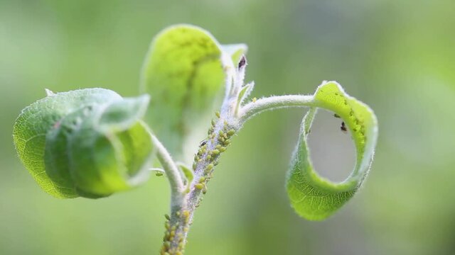 Aphids colony on the apple tree. Insects greenfly macro. Biological pesticide in gardening