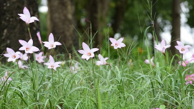 Zephyranthes minuta flowers in garden.