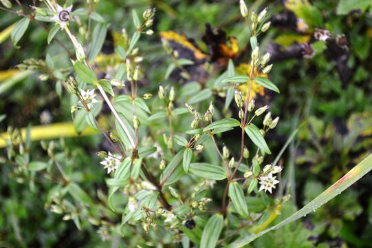 Swertia ciliata Gentianaceae; high altitude herb. S. ciliata may be used as a source of mangiferin, amaroswerin and amarogentin for medicinal exploitation.