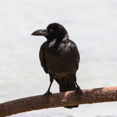 House Crow (Corvus splendens), sitting in a tree on the island of Koh Kradan in southern Thailand.