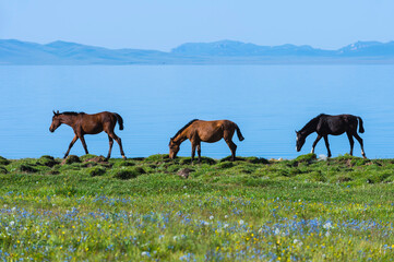 Horses walking along the lakeshore, Song Kol Lake, Naryn province, Kyrgyzstan, Central Asia