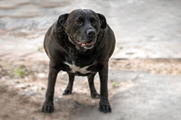 Very fat black dog standing on ground
