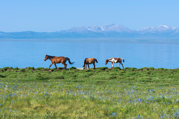 Horses walking along the lakeshore, Song Kol Lake, Naryn province, Kyrgyzstan, Central Asia