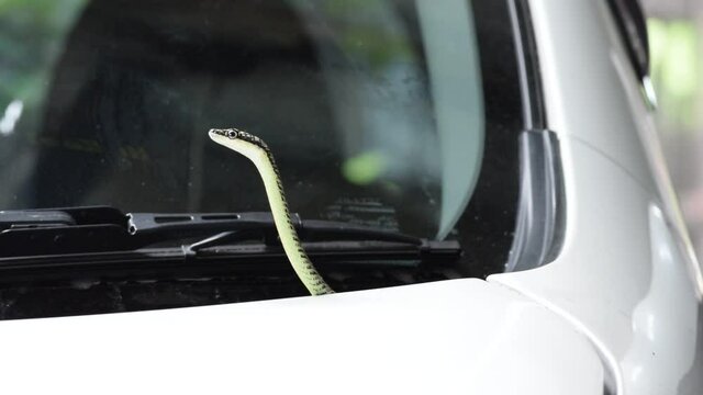 Snake is on the car.