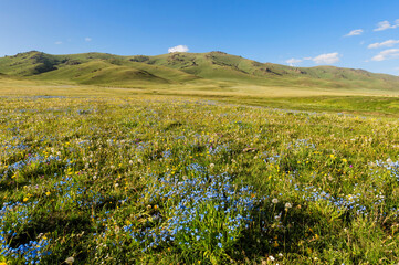 Obraz premium Wildflowers, Song Kol Lake, Naryn province, Kyrgyzstan, Central Asia