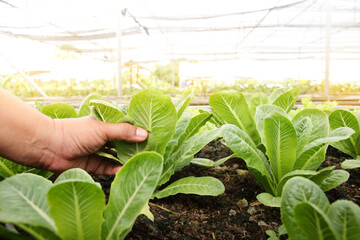 Farmers' hands hold organic green salad vegetables in the plot. Concept of healthy eating, non-toxic food, growing vegetables to eat at home