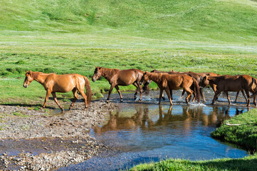 Group of horses crossing water, Song Kol Lake, Naryn province, Kyrgyzstan, Central Asia