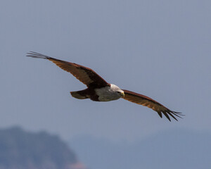 Brahminy Kite (Haliastur indus) flying with prey on western Koh Lanta, Thailand.