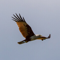 Brahminy Kite (Haliastur indus) flying with prey on western Koh Lanta, Thailand.