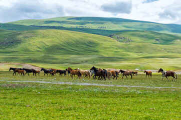 Obraz premium Horses running in Naryn gorge, Naryn Region, Kyrgyzstan