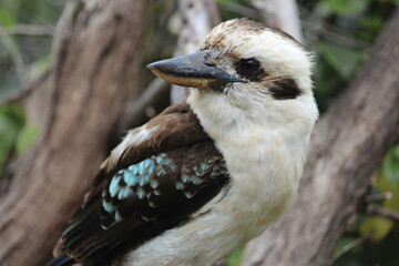 Kookaburra perched in a tree branch. Mosman, Sydney