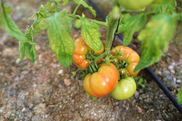 tomatoes in the garden