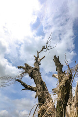 The old and completely dry tree growing against the blue cloudy sky
